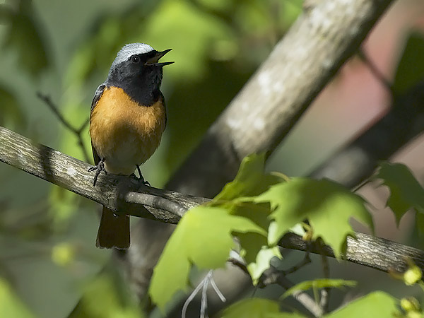Leppälintu, Common Redstart, Phoenicurus phoenicurus